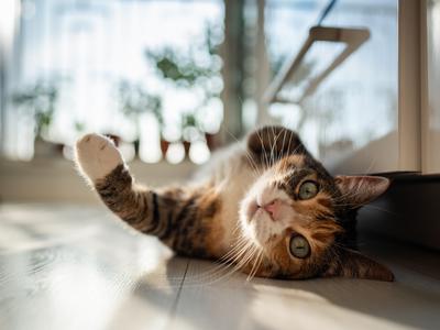 Mačke bi lahko pomagale zdraviti človeškega raka