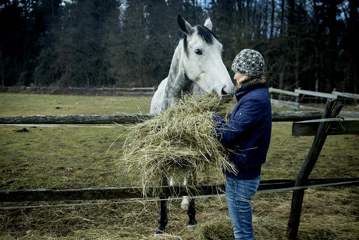 Pri konjih je vsak dan, večkrat na dan.  | Foto: Ana Kovač