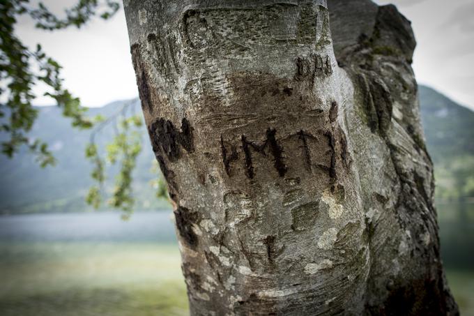 Bolezen bukve, zaradi česar drevo propada, naj bi bila posledica vrezovanja inicialk v lubje. | Foto: Ana Kovač