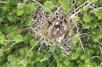 Kako napreduje let mladega kačarja Lokija? Ornitologi so z njim izgubili stik.