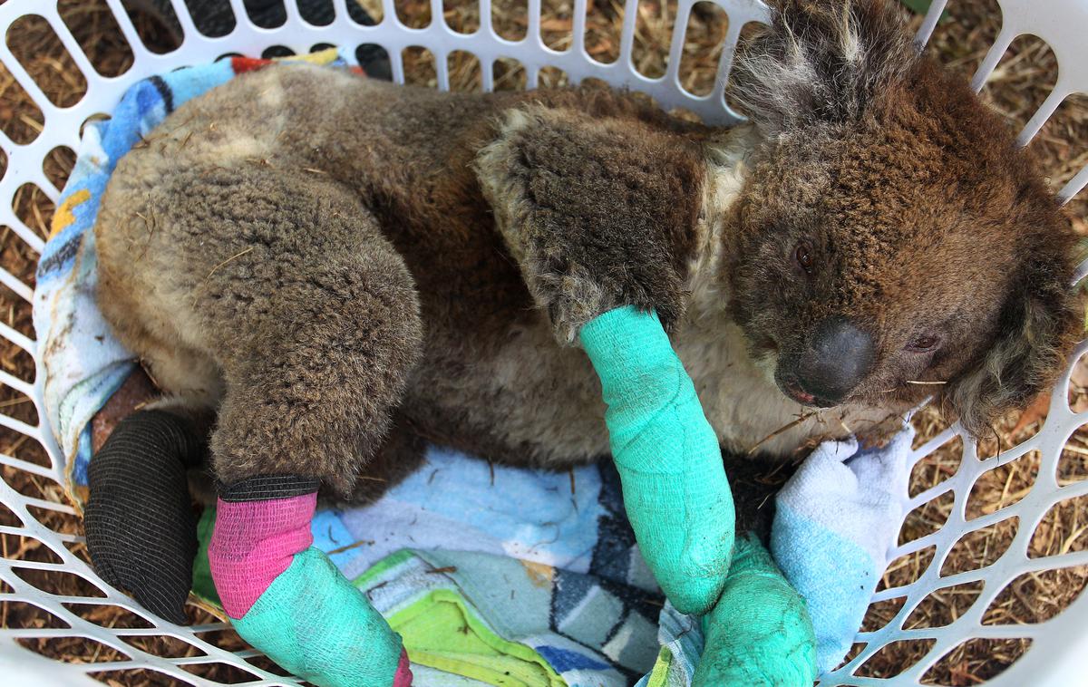 koala | "Ne bi bil presenečen, glede na to, kar slišimo, da smo zaradi požarov in suše izgubili deset tisoč koal." | Foto Getty Images