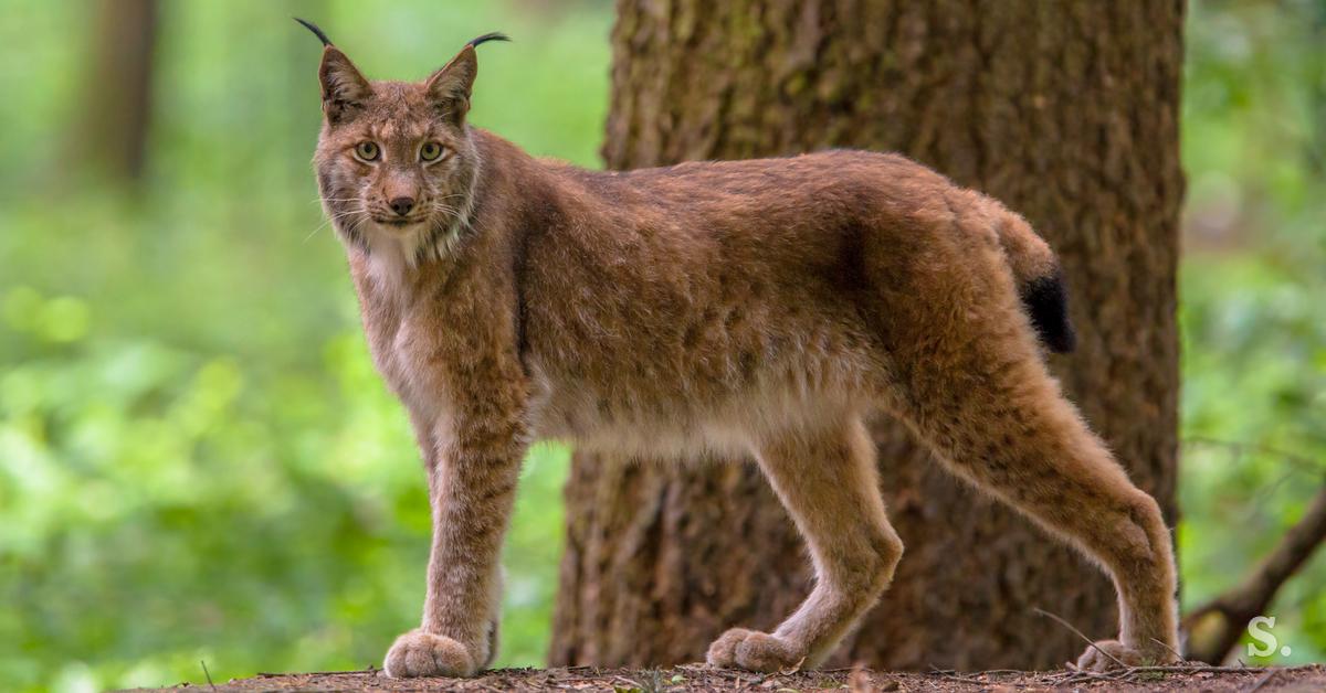 V okolici Ribnice opazili risa: previdnost okoliških prebivalcev ne bo ...