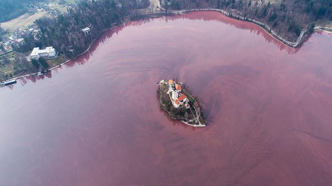 Blejsko jezero rdeče | Foto: Jani Kolman