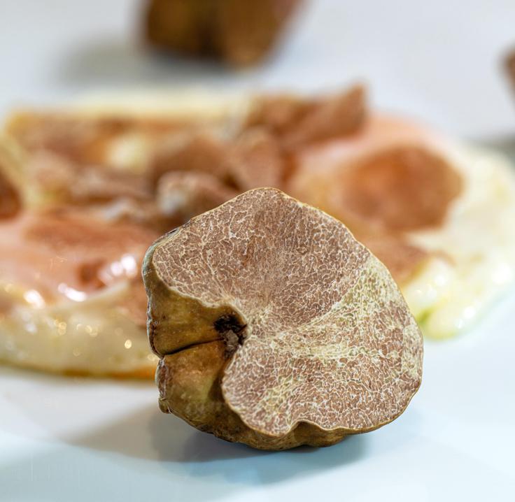 Zigante, sveži beli tartufi | Foto: Zigante tartufi