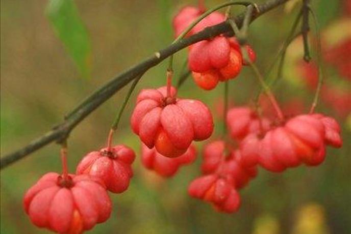 Deset strupenih rastlin na vrtu