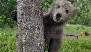 So našli ukradenega medvedka Srečka?