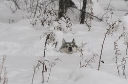 Mesto v Pensilvaniji pod snegom - raj za pse #foto #video