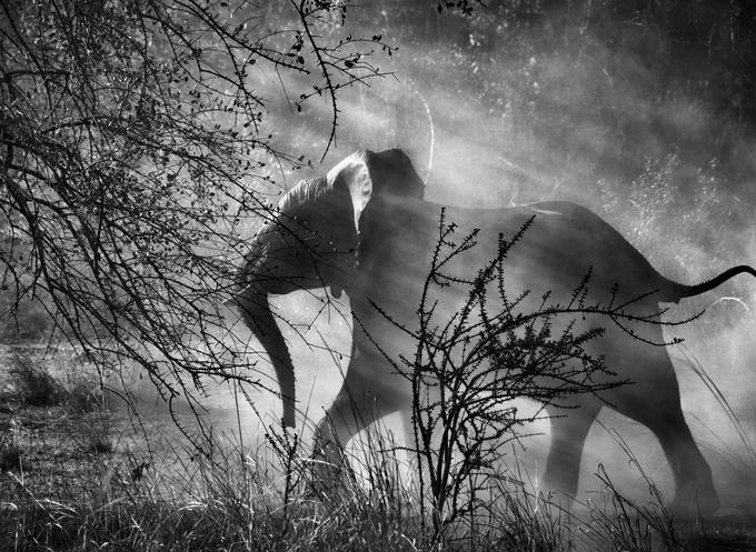 Ker so afriški sloni (Loxodonta africana) v Zambiji pogosto žrtve divjih lovcev, se bojijo ljudi in vozil. Če opazijo avto, se običajno hitro umaknejo v goščavo. (lokacija: Narodni park Kafue, Zambija, 2010). ©Sebastião Salgado, Amazonas Images.
 | Foto: 