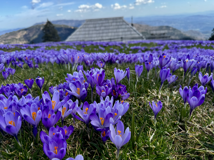 Velika planina V večjih količinah je lahko tudi pravi žafran strupen. | Foto: Velika planina