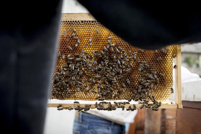 urbano čebelarjenje | Foto: Ana Kovač