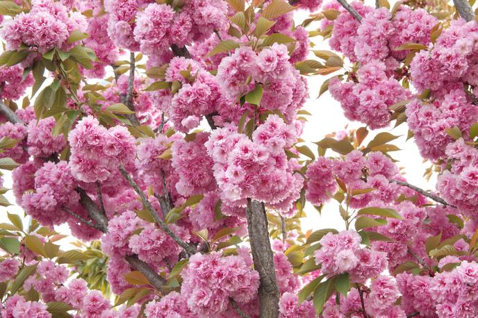 japonska češnja Kanzan | Foto Shutterstock