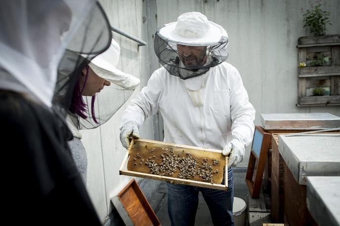 Urbani čebelar | V Sloveniji je po podatkih statističnega urada okoli deset tisoč čebelarjev, ki s pridelkom medu zadostijo za približno polovico domače porabe. Lani so pridelali 1746 ton medu, kar je 10 odstotkov nad povprečjem zadnjih desetih let. Pridelava medu med leti zaradi vremenskih razmer precej niha. Čebelarji so največ medu pridelali leta 2001, in sicer rekordnih 2550 ton, najmanj pa leta 2014, ko ga je bilo le 471 ton. | Foto Ana Kovač