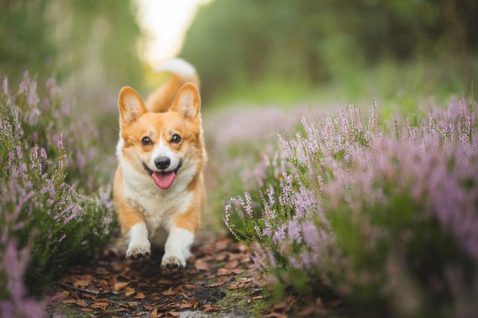 kuža, pes, hišni ljubljenček | Fotografija je simbolična. | Foto Shutterstock