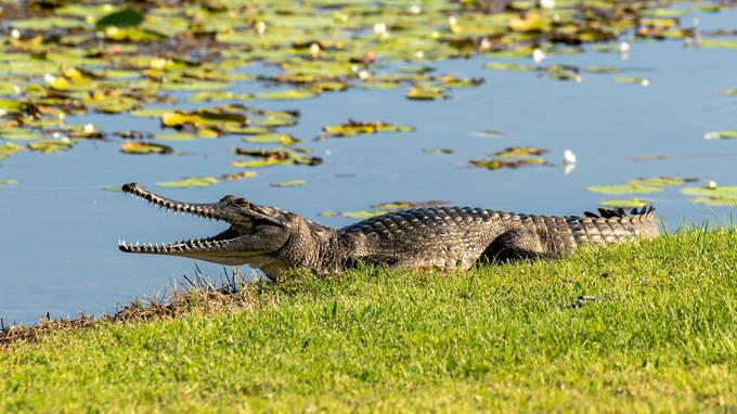 Napadi krokodilov v tropskih območjih na severu Avstralije niso redkost. | Foto: Shutterstock