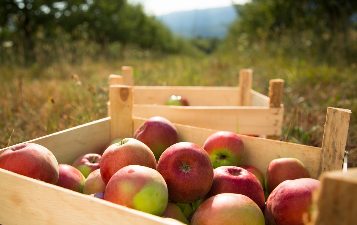 nabiranje jabolk | Fotografija je simbolična. | Foto Thinkstock