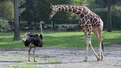 ZOO Ljubljana: Noj napadel obiskovalca, ki je želel pobožati žirafo