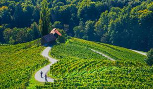 Kje boste letos okušali najboljša vina: vodič po vinskih dogodkih in praznikih