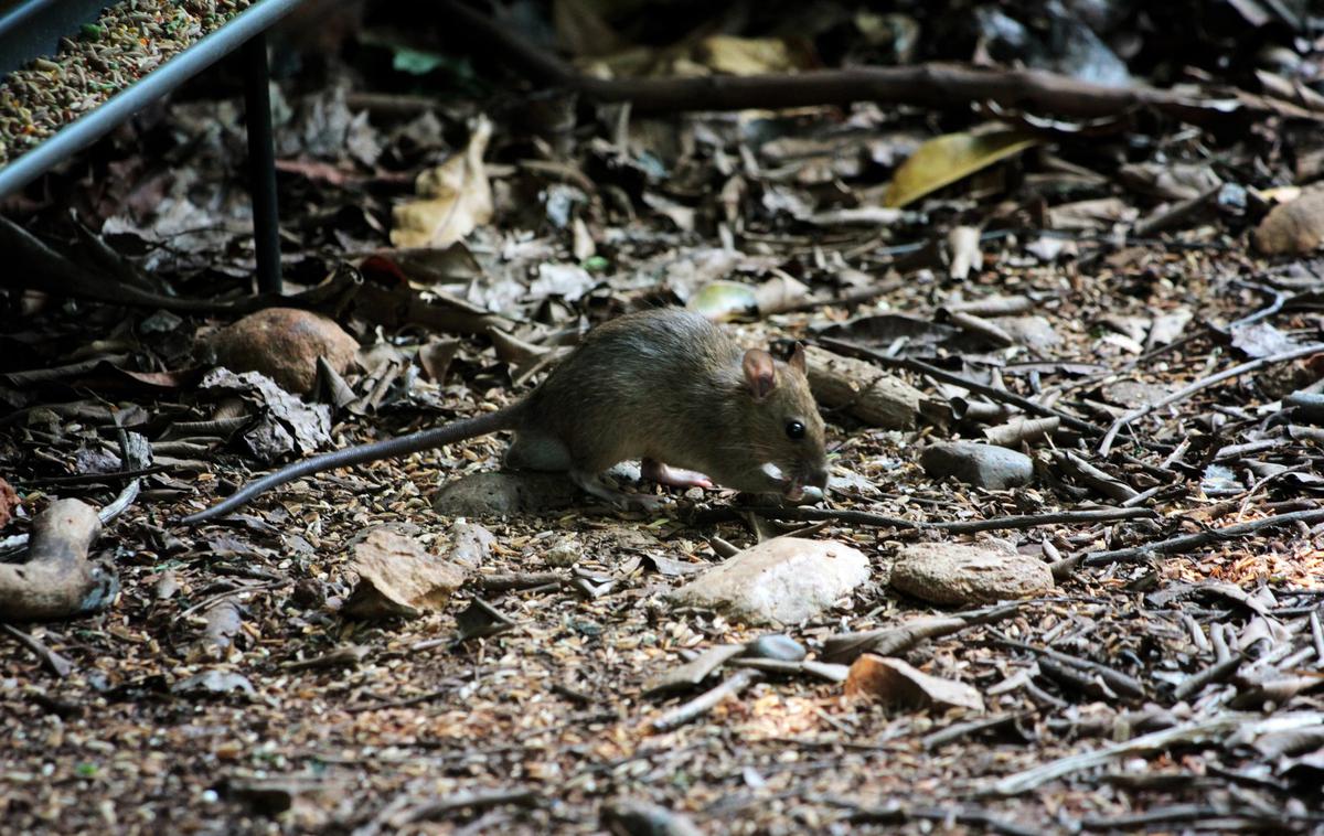 Podgana | Mestna občina Ljubljana v povprečju mesečno prejme okoli deset pobud meščanov, ki se nanašajo na podgane.  | Foto Mediaspeed