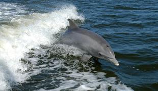 V delfinih v severnem Jadranu velike količine strupenih snovi