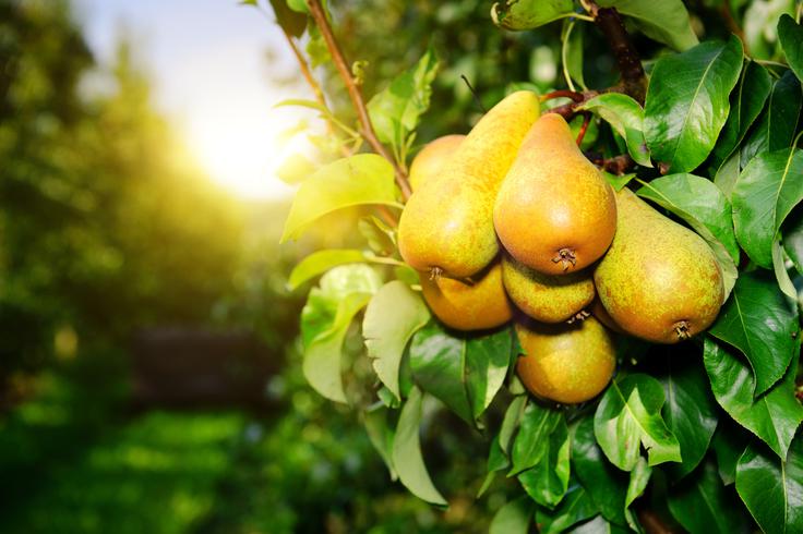 delo na vrtu | Foto: Thinkstock