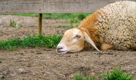 Tolikšno pomoč države bodo zaradi množičnega pogina prejeli rejci ovac
