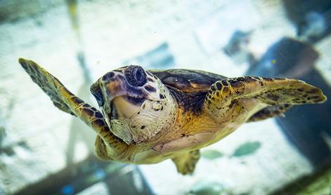 Tudi glavate želve imajo svoje dobre vile