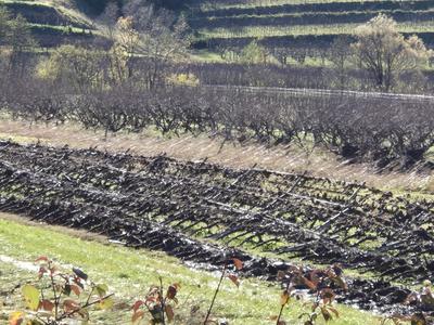 Vinogradniki v Goriških brdih po neurju potrebujejo državno pomoč