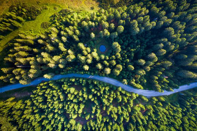V Sloveniji je 60 odstotkov površja pokritega z gozdom. | Foto: Getty Images