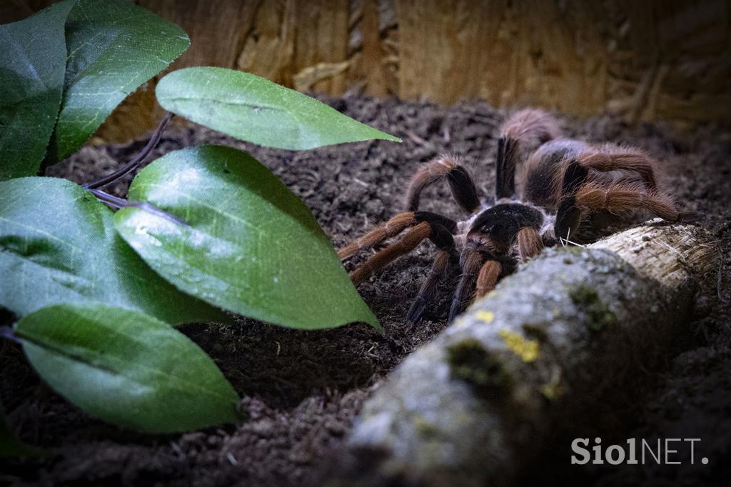 Bioexo razstava eksotičnih živali