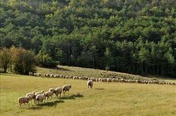 Na Jezerskem se bo odvil že 53. tradicionalni ovčarki bal