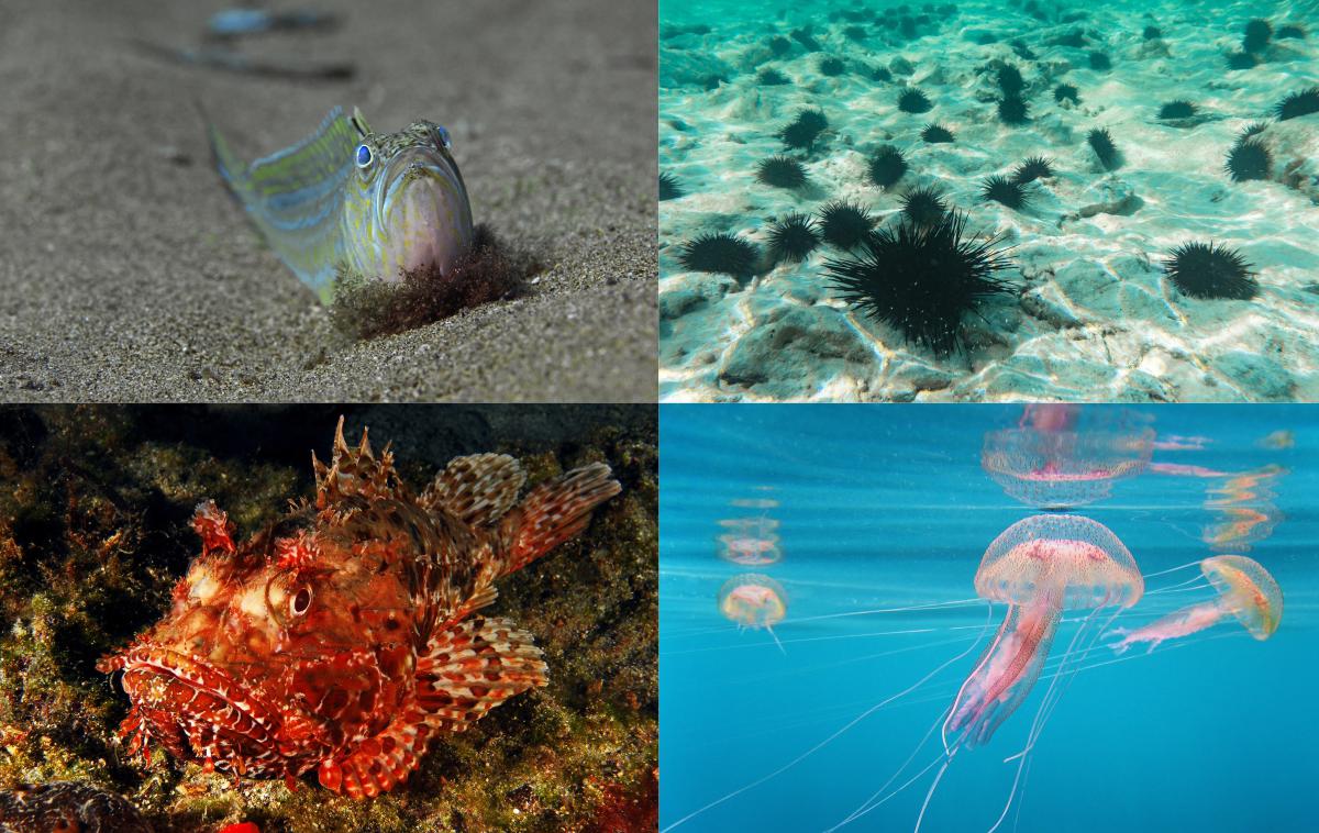 Jadransko morje, ribe, ribiše, živali | Foto Thinkstock