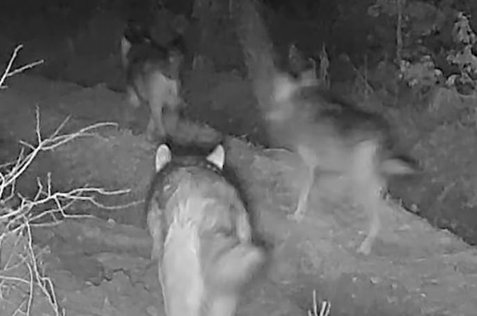 volkovi, Kočevsko | Devet zdravih volkov na posnetku naj bi pripadalo Goteniškemu tropu. | Foto Facebook/Kočevsko