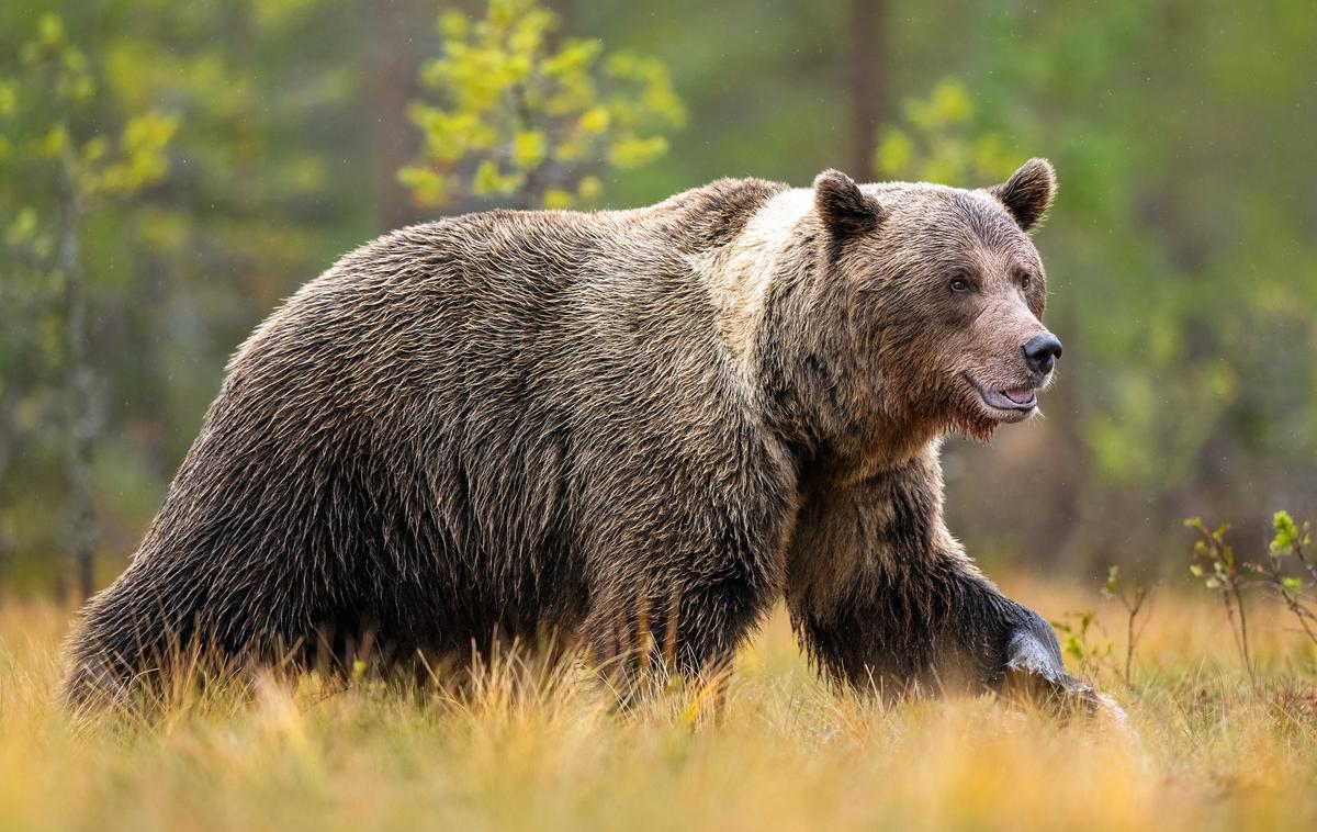 medved, rjavi medved, ursus ursus | Del javnost v razpravah o upravljanju s populacijo medveda nasprotuje odstrelu medvedov in kot alternativo predlaga rešitve, kot sta kontracepcija in prepoved krmljenja medvedov. Stroka je do teh rešitev zadržana. | Foto Shutterstock