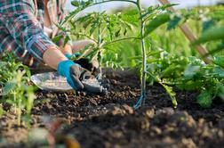 Kaj posaditi na vrtu zdaj, da boste poleti pobirali polne košare?