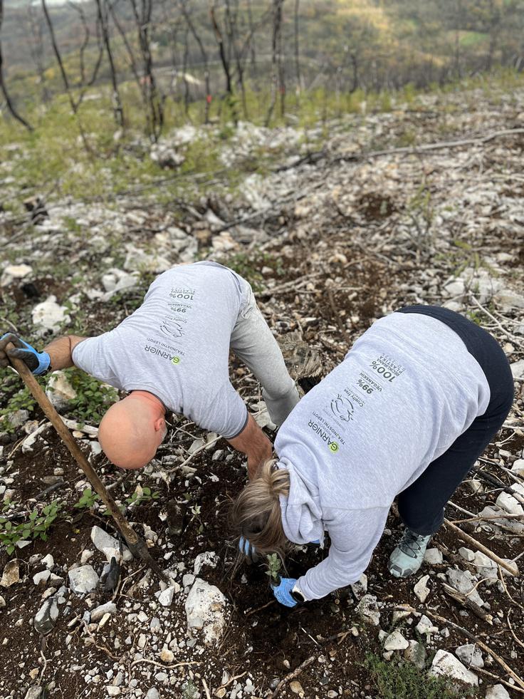 Predstavniki blagovne znamke Garnier sadijo na pogorelem Krasu. | Foto: Katja Dolenc