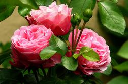 Poskrbite za svoje vrtnice, da bodo spomladi zdrave