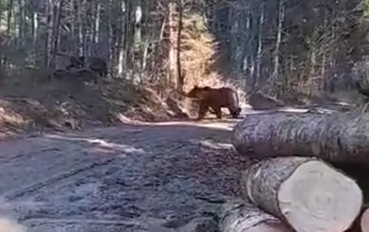 Medvedki, SiDG thumb | Na videoposnetek je gozdar ujel dva medveda, ki sta se kaj hitro izgubila v gozdu. | Foto SIDG