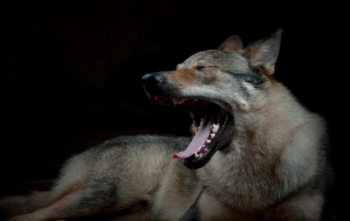 Češkoslovaški voljčaj, pes | Češkoslovaški volčjak je nastal pred približno 70 leti na Češkoslovaškem s parjenjem nemškega ovčarja in volka.  | Foto Getty Images