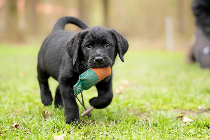 pes, psiček, kuža | Foto Shutterstock