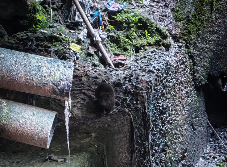 Podgana v odprti kanalizaciji  | Foto: K. M.