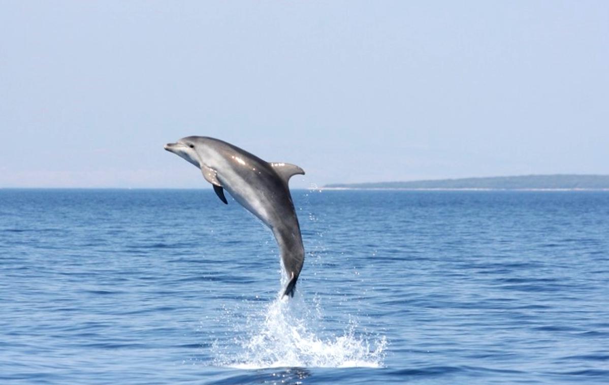 Delfini, Lošinj | Foto TZ Mali Lošinj