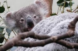 Avstralija uvedla ukrepe za zaščito vse bolj ogroženih koal