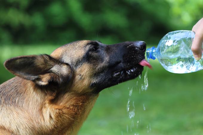 Ena najpomembnejših stvari, ki jih lahko naredite za svojega psa poleti, je to, da mu zagotovite veliko vode. | Foto: Shutterstock