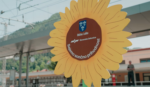 Sončnice ob progah tudi v Bohinju, Celju in Laškem