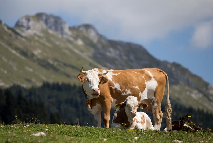 V Avstriji čreda krav ubila pohodnico