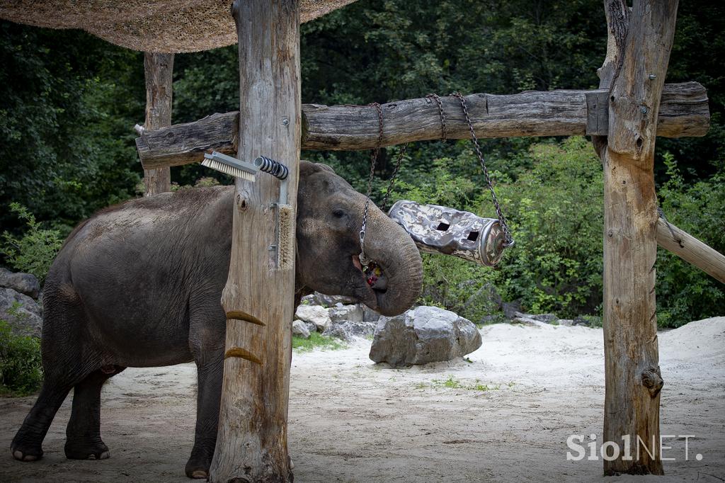 Živali v ljubljanskem živalskem vrtu se hladijo s sladoledom