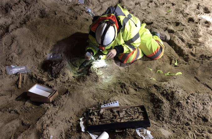 V ponedeljek so arheologi, ki so zaustavili vrtanje predorov podzemne železnice, da bi pobrskali za drugimi fosili, naleteli še na eno delno ohranjeno lobanjo mastodona ali mladega mamuta, je poročal tamkajšnji medij LA Times. Foto: Metro | Foto: 
