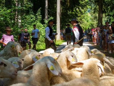 Na Jezersko se vrača tradicionalni Ovčarski bal