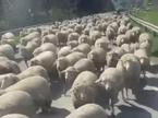 ovčke Avsenik