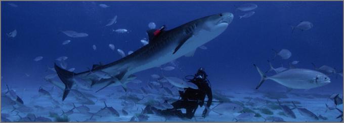 Morski biolog Greg Skomal in meteorolog Joe Merchant bosta preverjala Joejovo teorijo, da so napadi morskih psov ravno tako predvidljivi kot vreme. • V četrtek, 23. 7., ob 19.35 na National Geographic Wild.*

 | Foto: 
